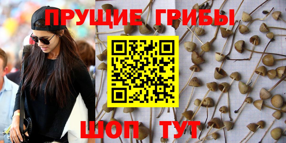 Псилоцибиновые грибы Psilocybine cubensis Удомля