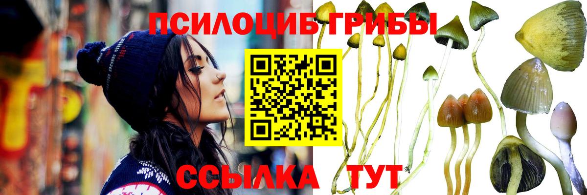 Галлюциногенные грибы Psilocybine cubensis Удомля